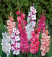 /album/fotogaleria/gladiola-pink-jpeg/