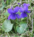 /album/fotogaleria/a200px-viola-odorata-garden-060402aw-jpg/
